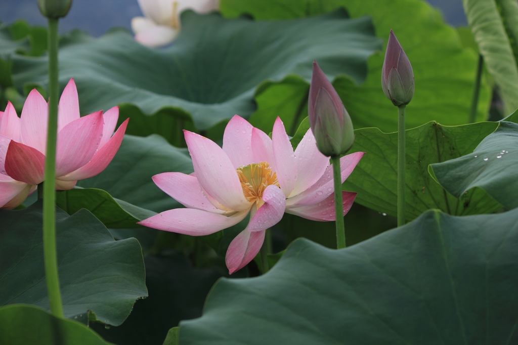 IMG_2823清水头观荷.JPG
