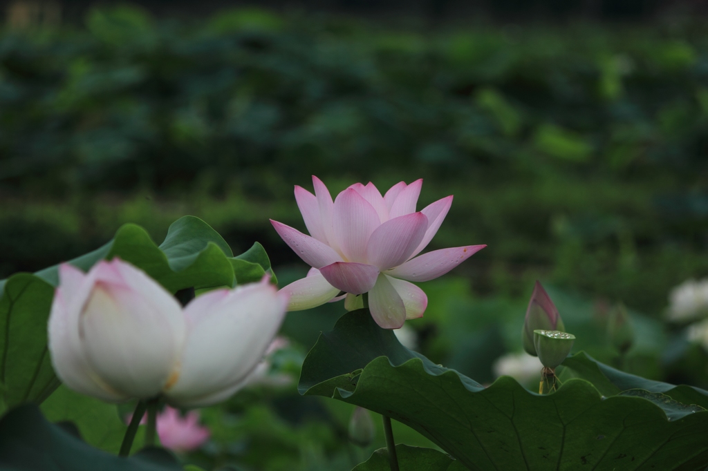 IMG_2824清水头观荷.JPG