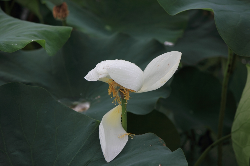 IMG_2826清水头观荷.JPG