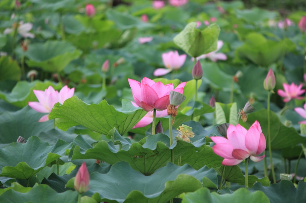 IMG_2827清水头观荷.JPG