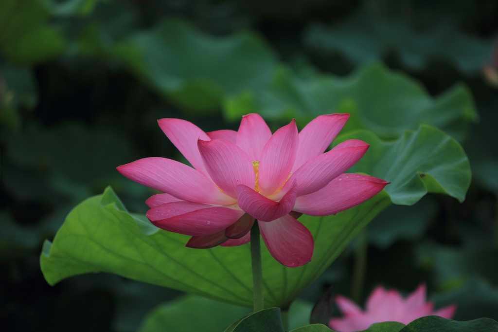 IMG_2828清水头观荷.JPG