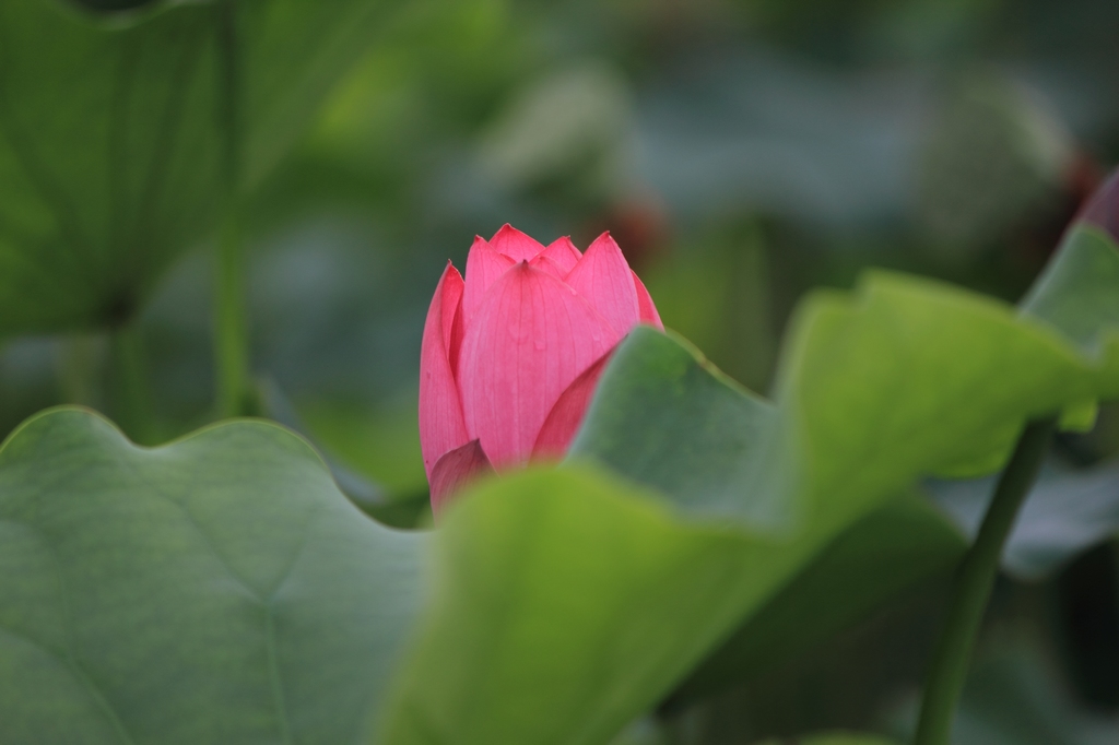 IMG_2831清水头观荷.JPG