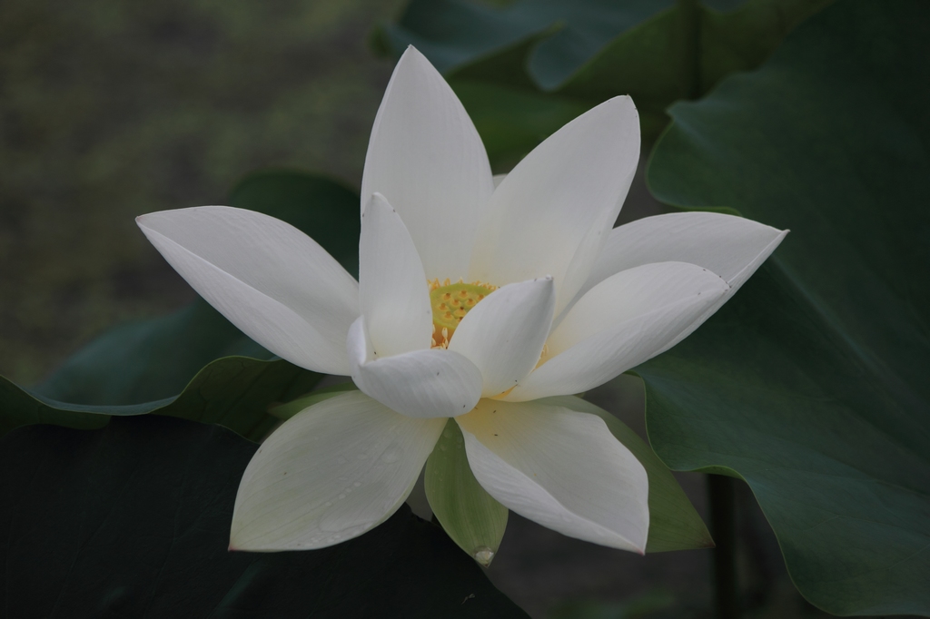 IMG_2833清水头观荷.JPG