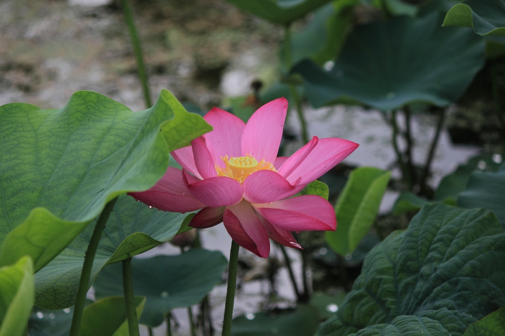 IMG_2834清水头观荷.JPG