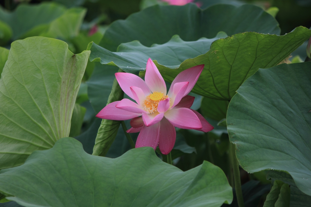 IMG_2837清水头观荷.JPG