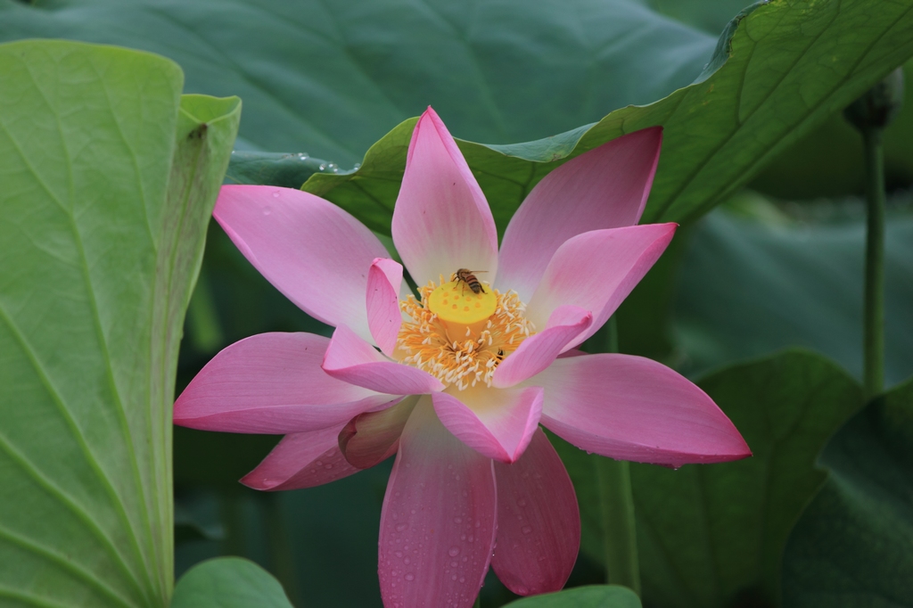 IMG_2839清水头观荷.JPG