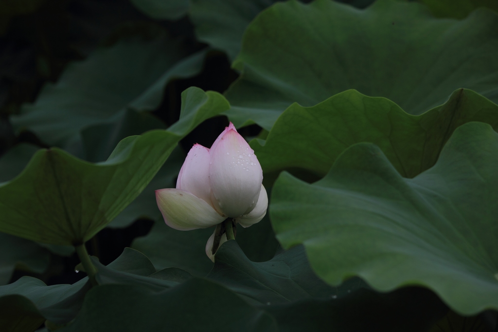 IMG_2841清水头观荷.JPG