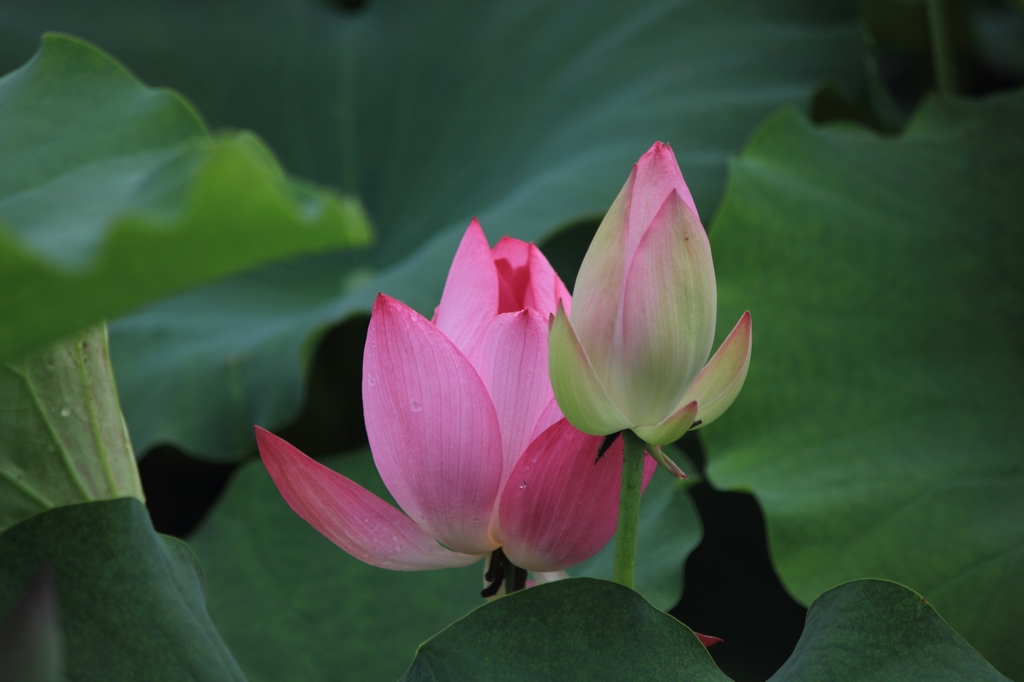 IMG_2844清水头观荷.JPG
