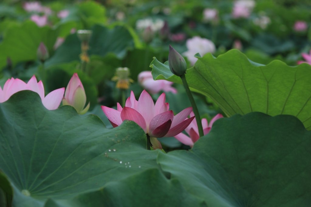 IMG_2846清水头观荷.JPG
