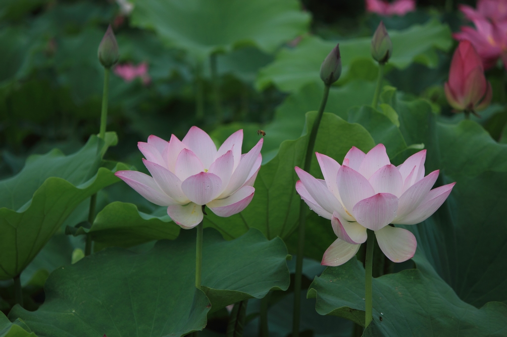 IMG_2847清水头观荷.JPG