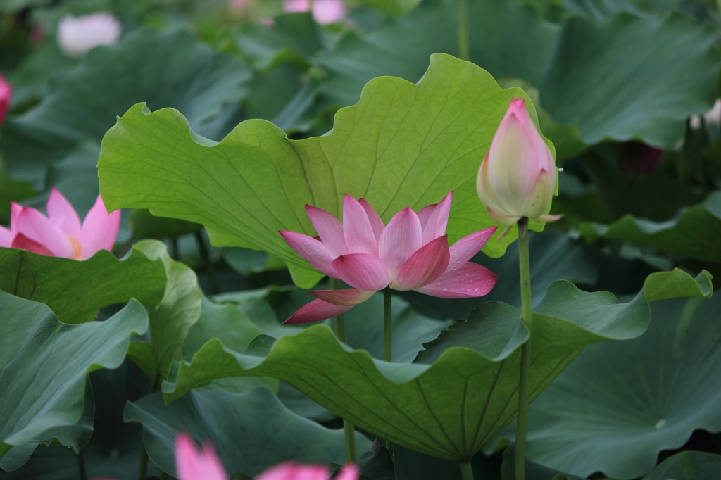 IMG_2848清水头观荷.JPG