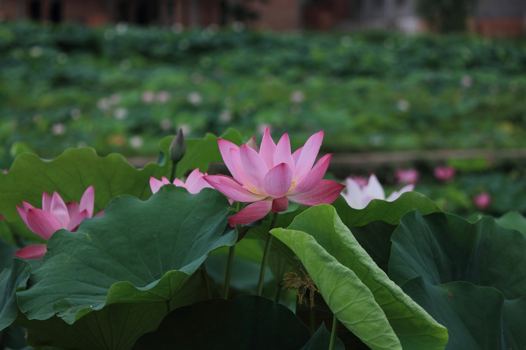 IMG_2849清水头观荷.JPG