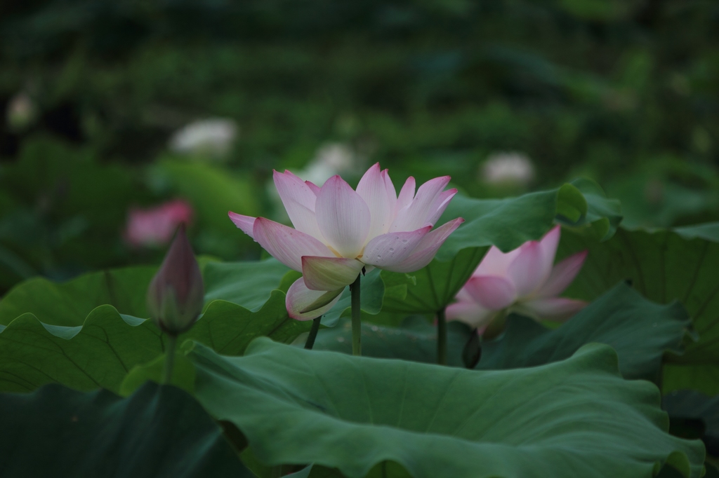 IMG_2851清水头观荷.JPG