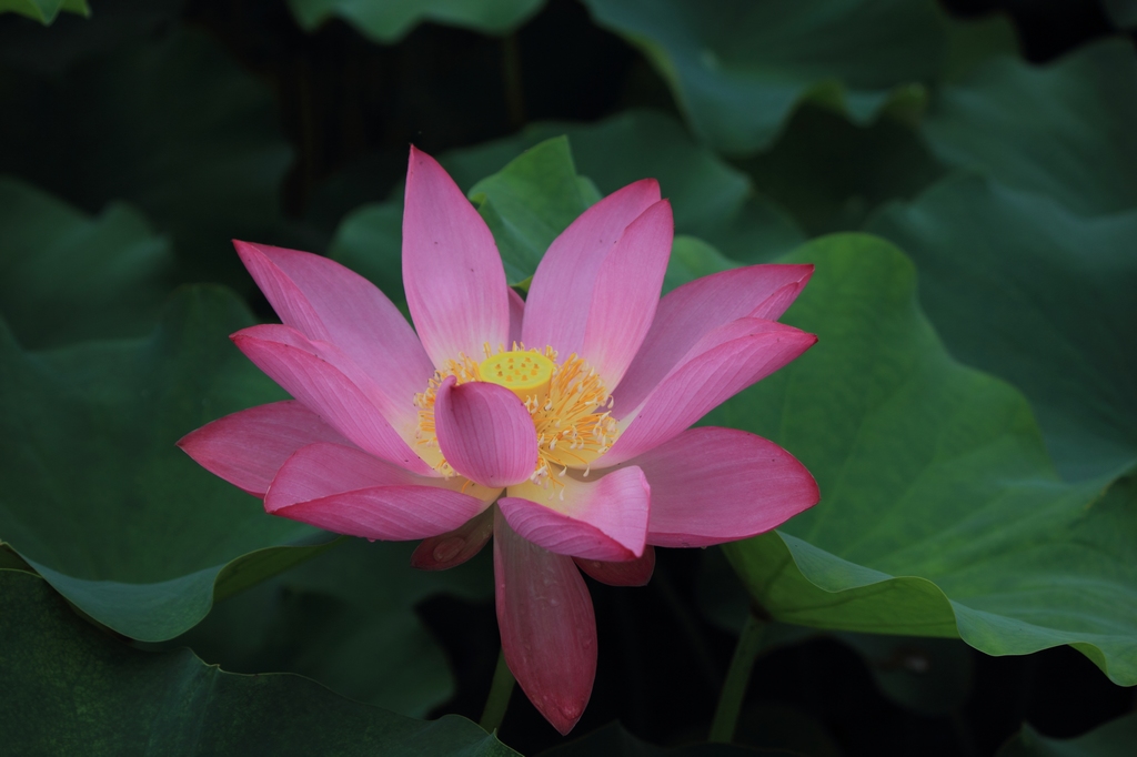 IMG_2852清水头观荷.JPG