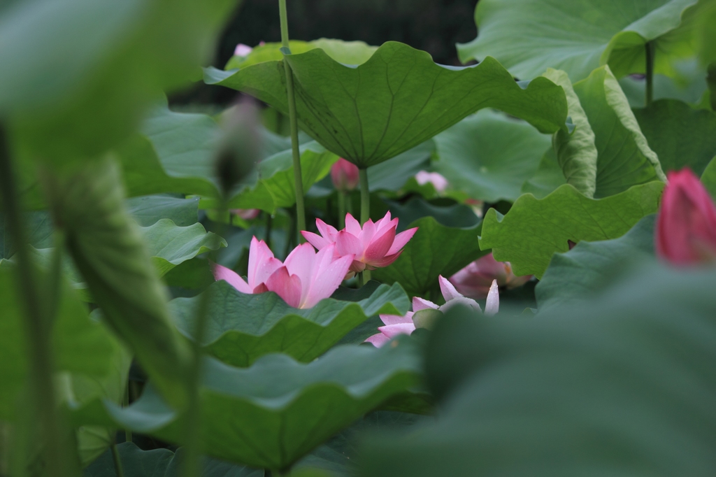 IMG_2853清水头观荷.JPG