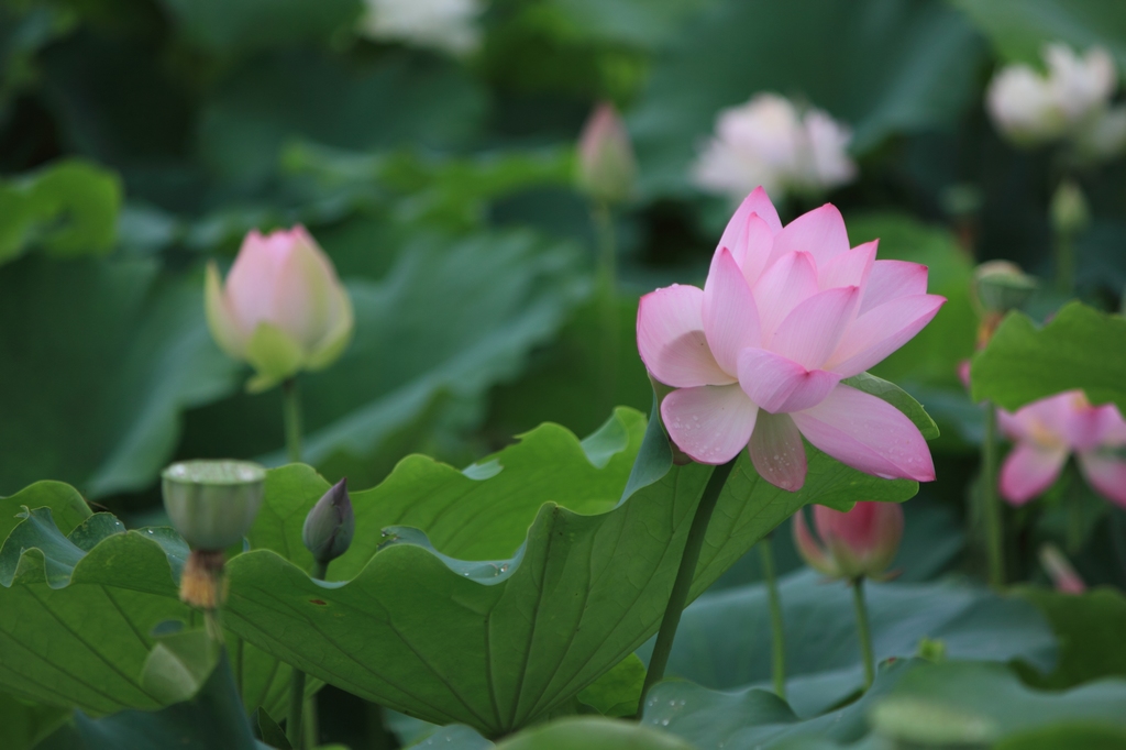 IMG_2860清水头观荷.JPG