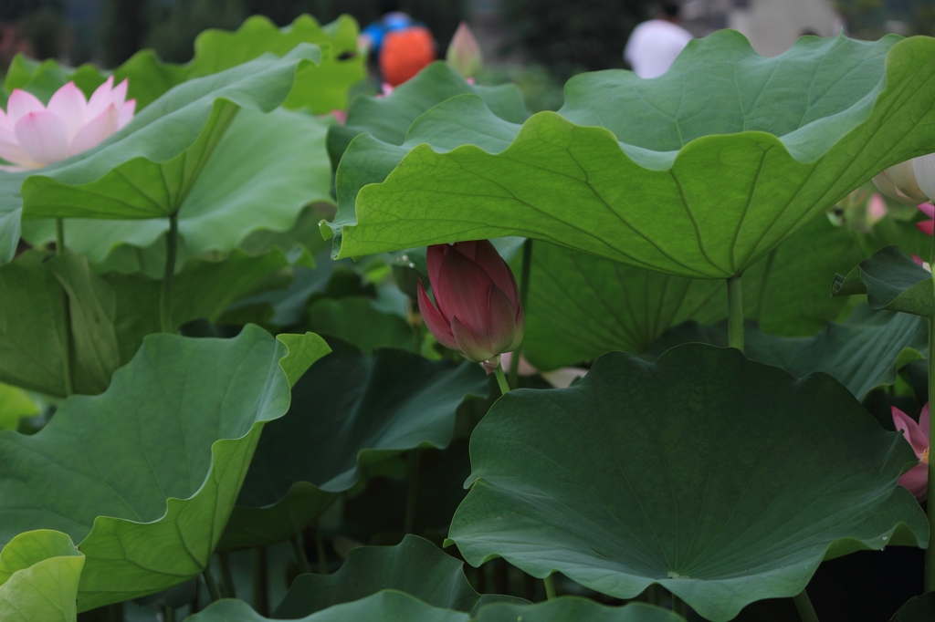 IMG_2865清水头观荷.JPG