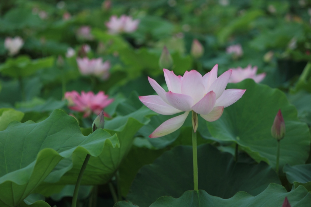 IMG_2866清水头观荷.JPG