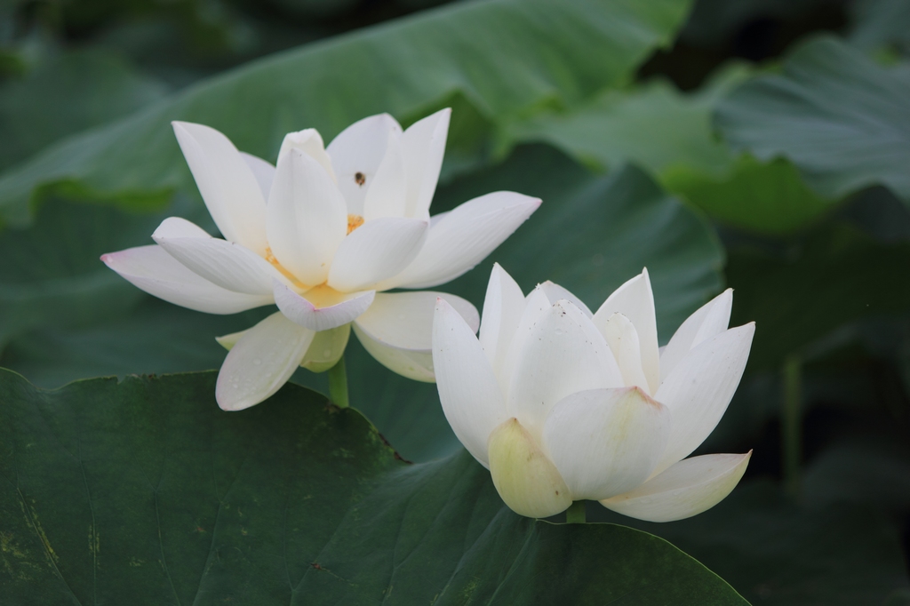 IMG_2883清水头观荷.JPG