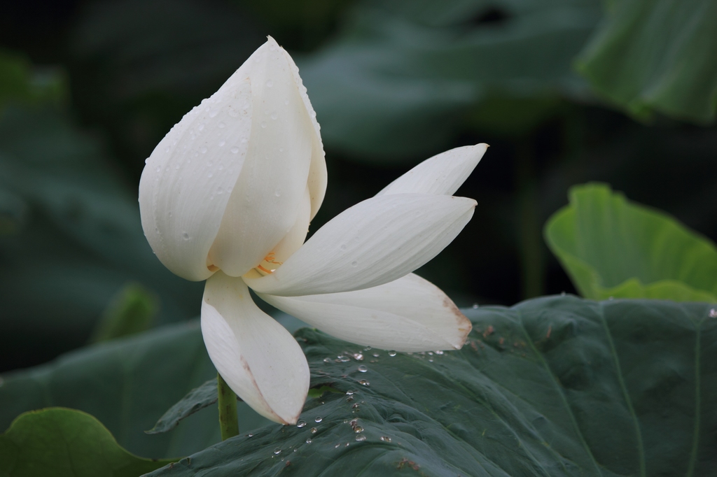 IMG_2885清水头观荷.JPG