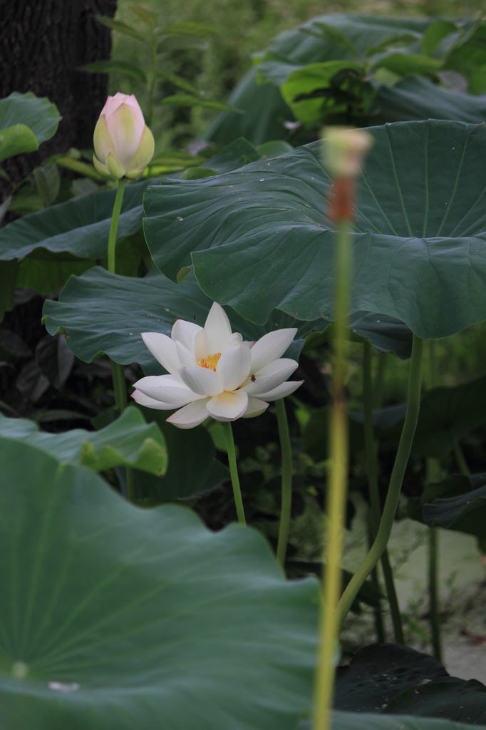 IMG_2891清水头观荷.JPG