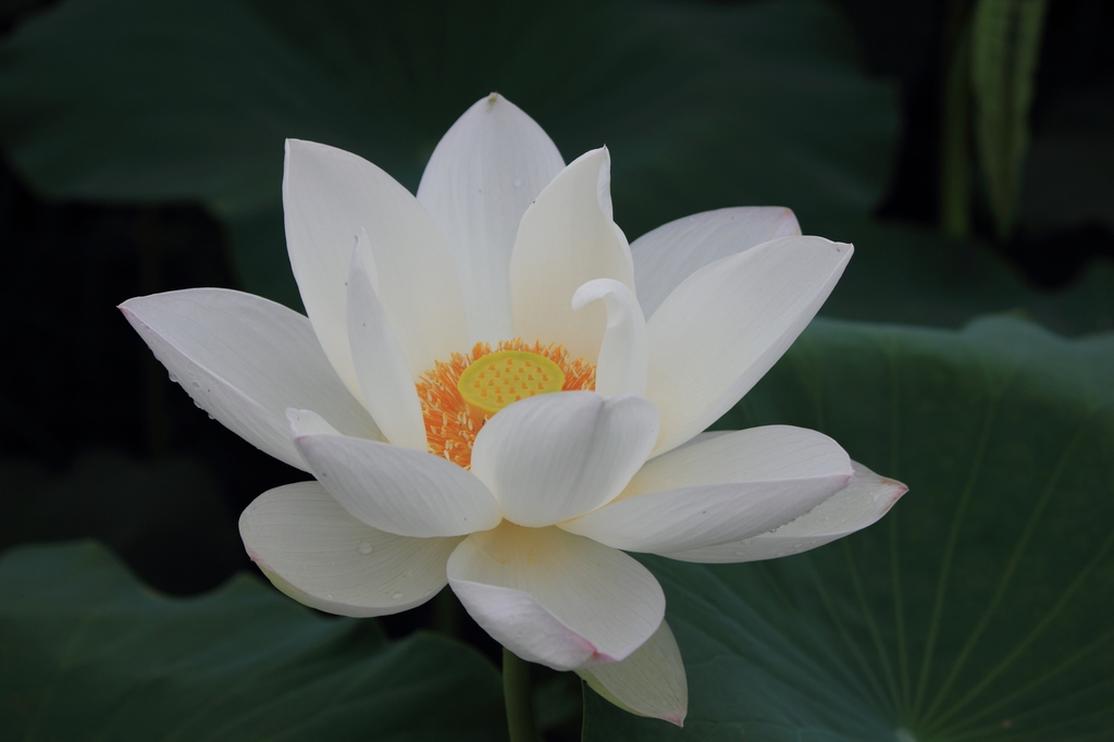 IMG_2892清水头观荷.JPG