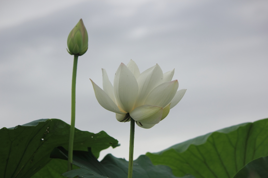 IMG_2893清水头观荷.JPG
