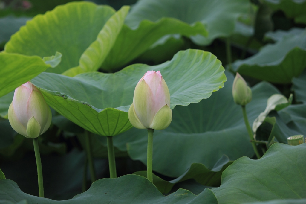 IMG_2896清水头观荷.JPG