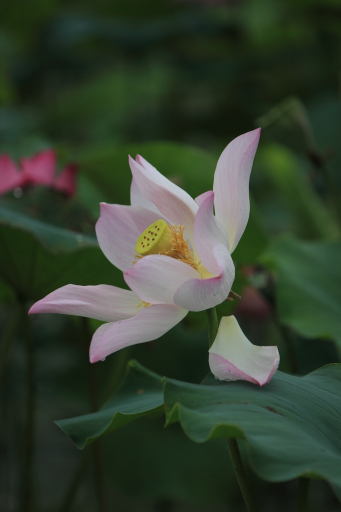 IMG_2901清水头观荷.JPG