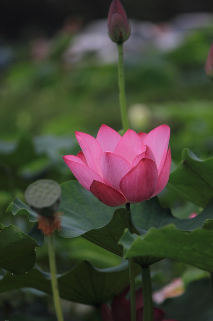 IMG_2906清水头观荷.JPG