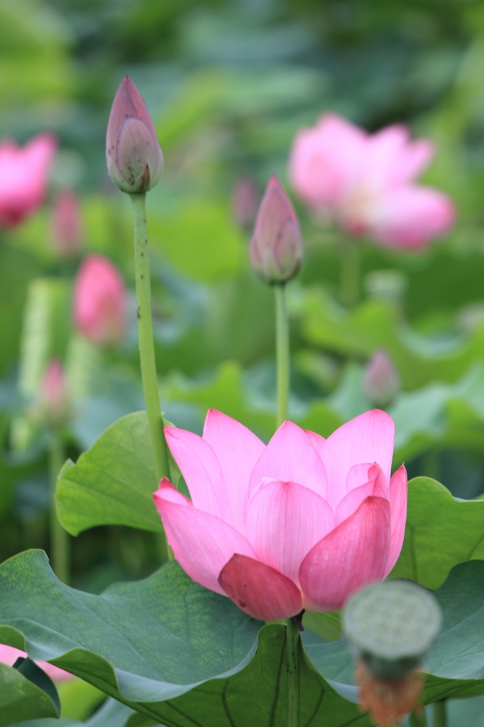 IMG_2907清水头观荷.JPG