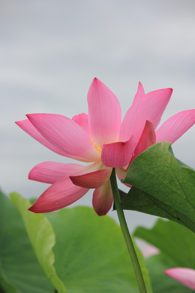 IMG_2913清水头观荷.JPG