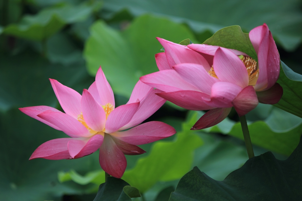 IMG_2916清水头观荷.JPG
