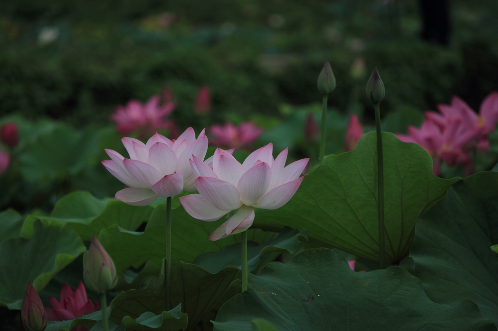 IMG_2917清水头观荷.JPG