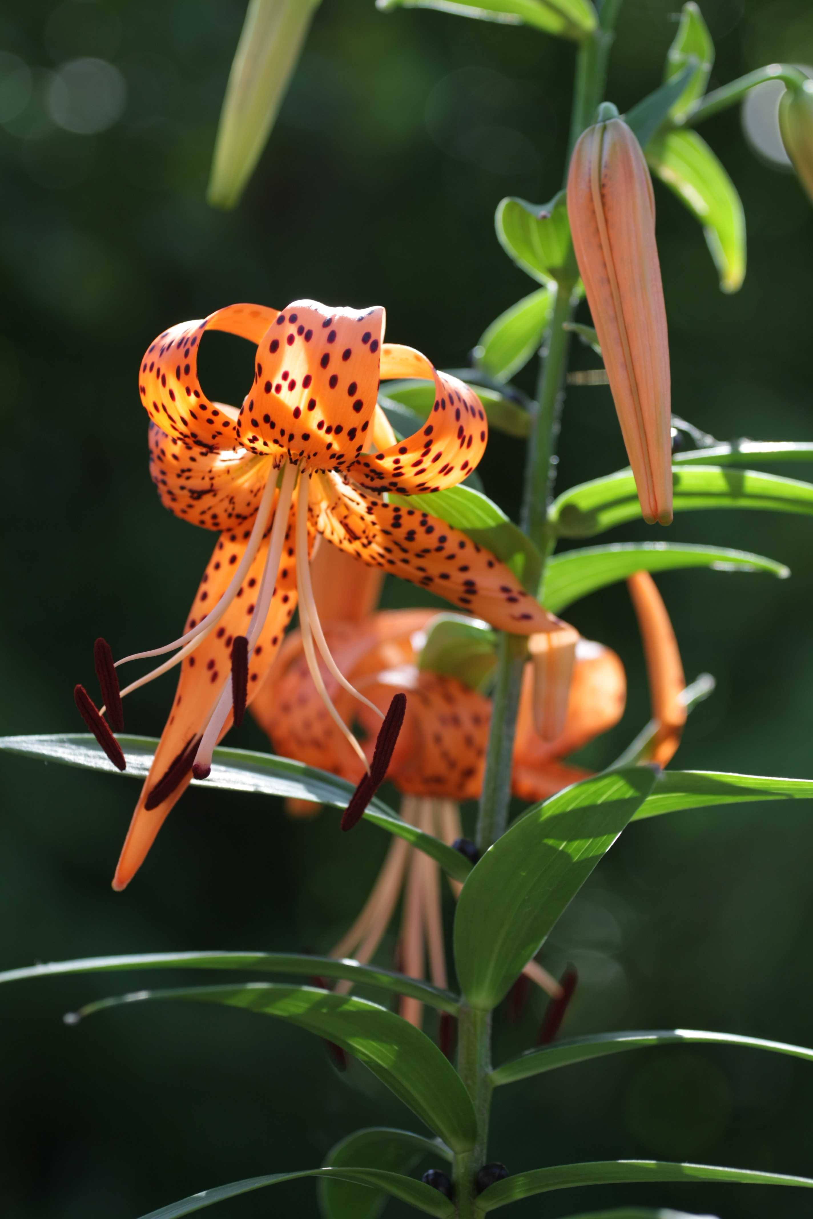 百合花