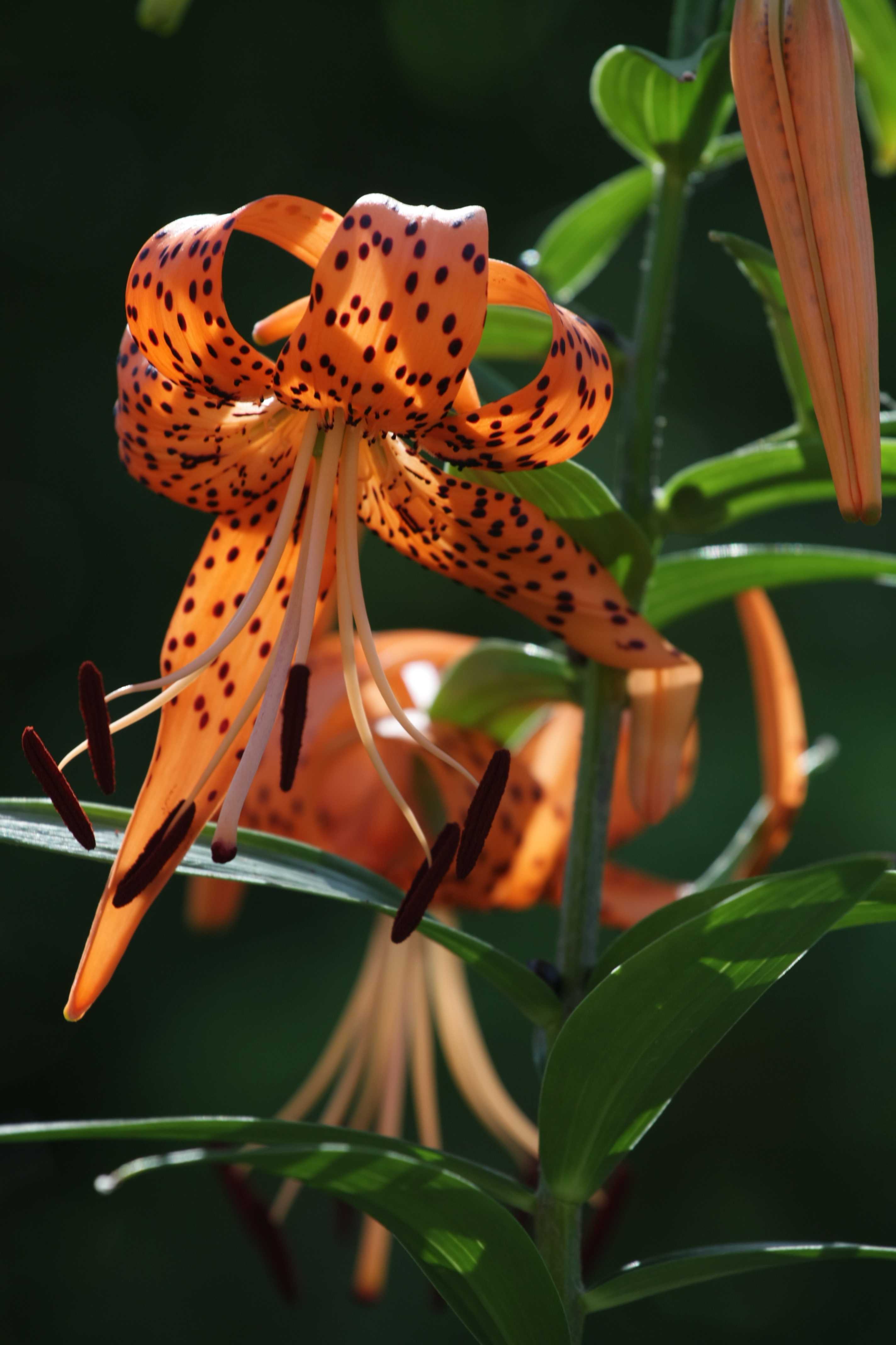 百合花