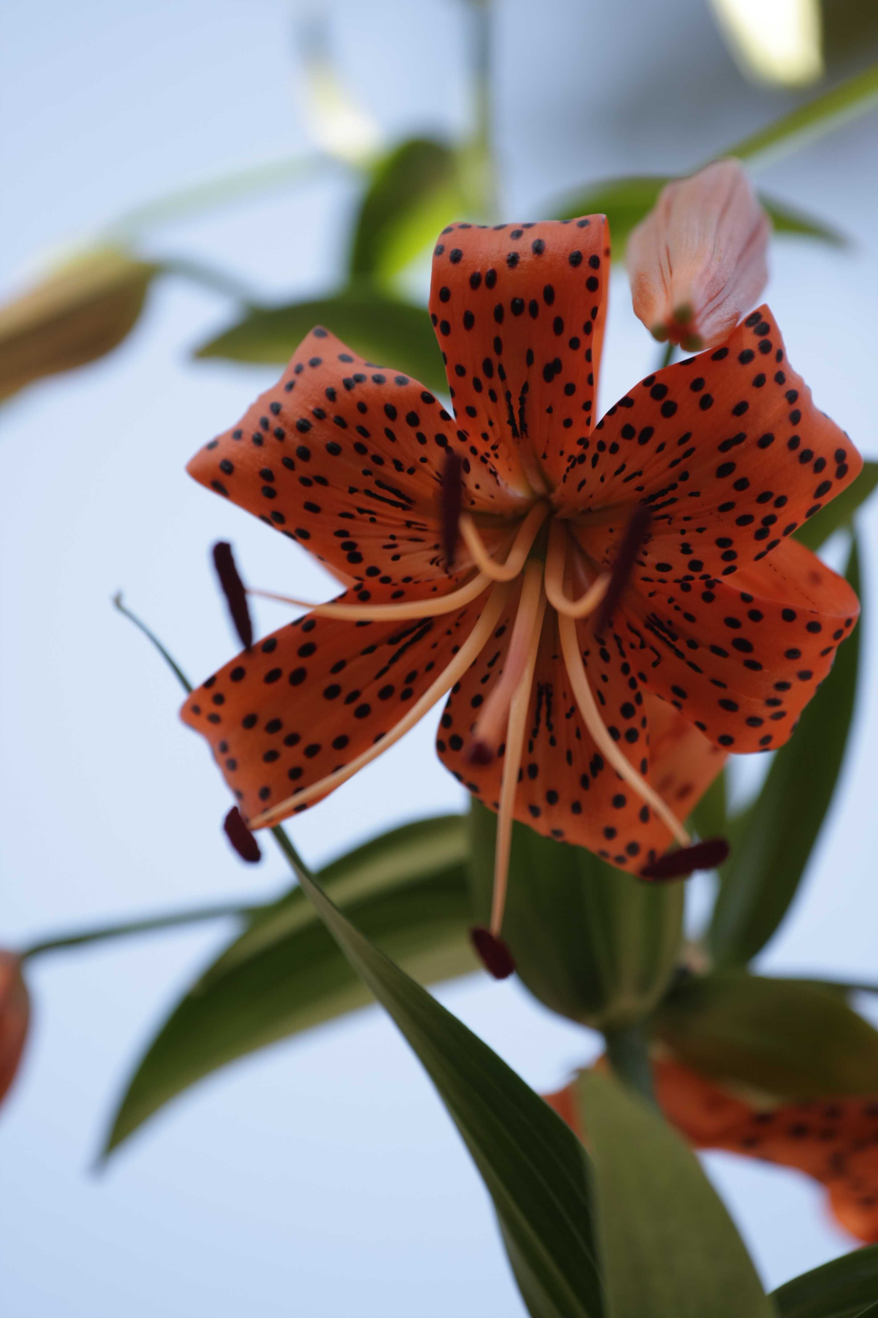百合花