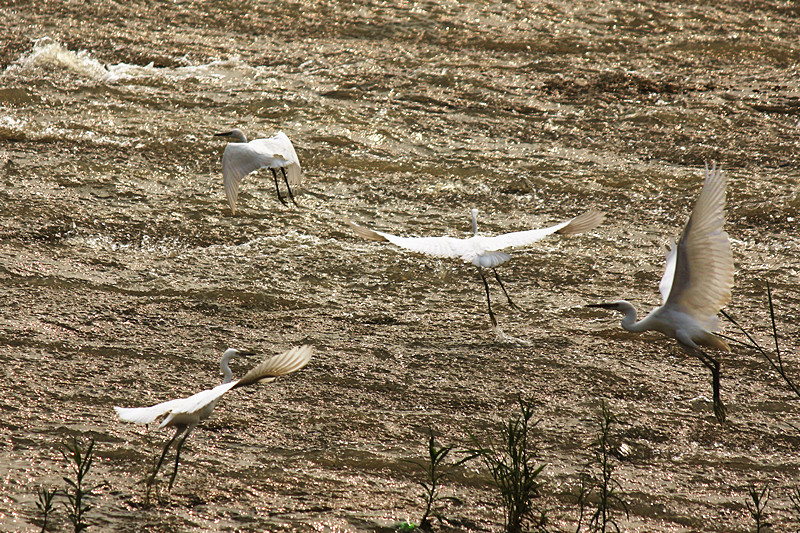 IMG_4536_副本.jpg