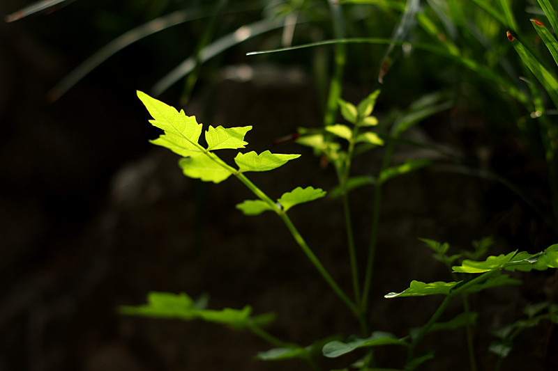 IMG_4825_副本.jpg