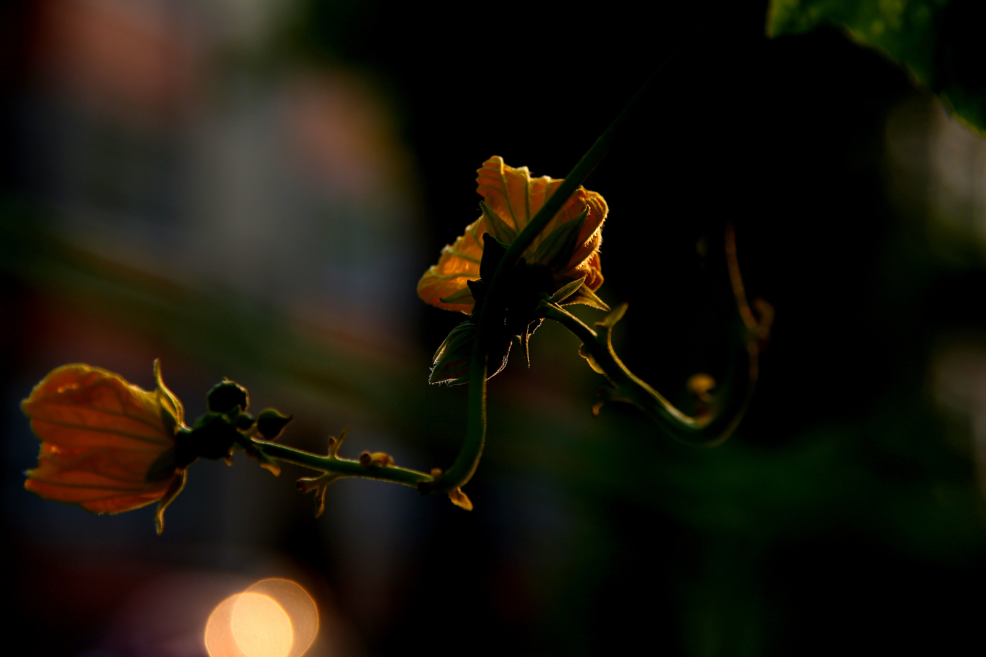 5D3A7084.jpg