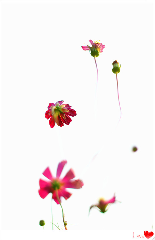 IMG_6515_副本.jpg