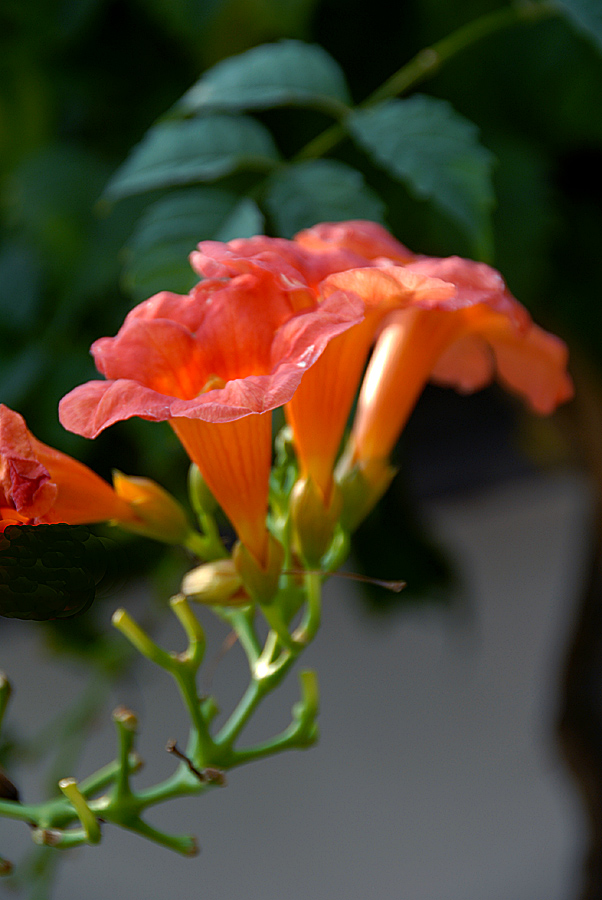凌霄花 (8).jpg