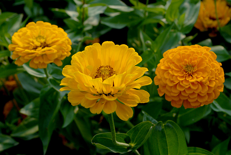 花卉 (3).jpg