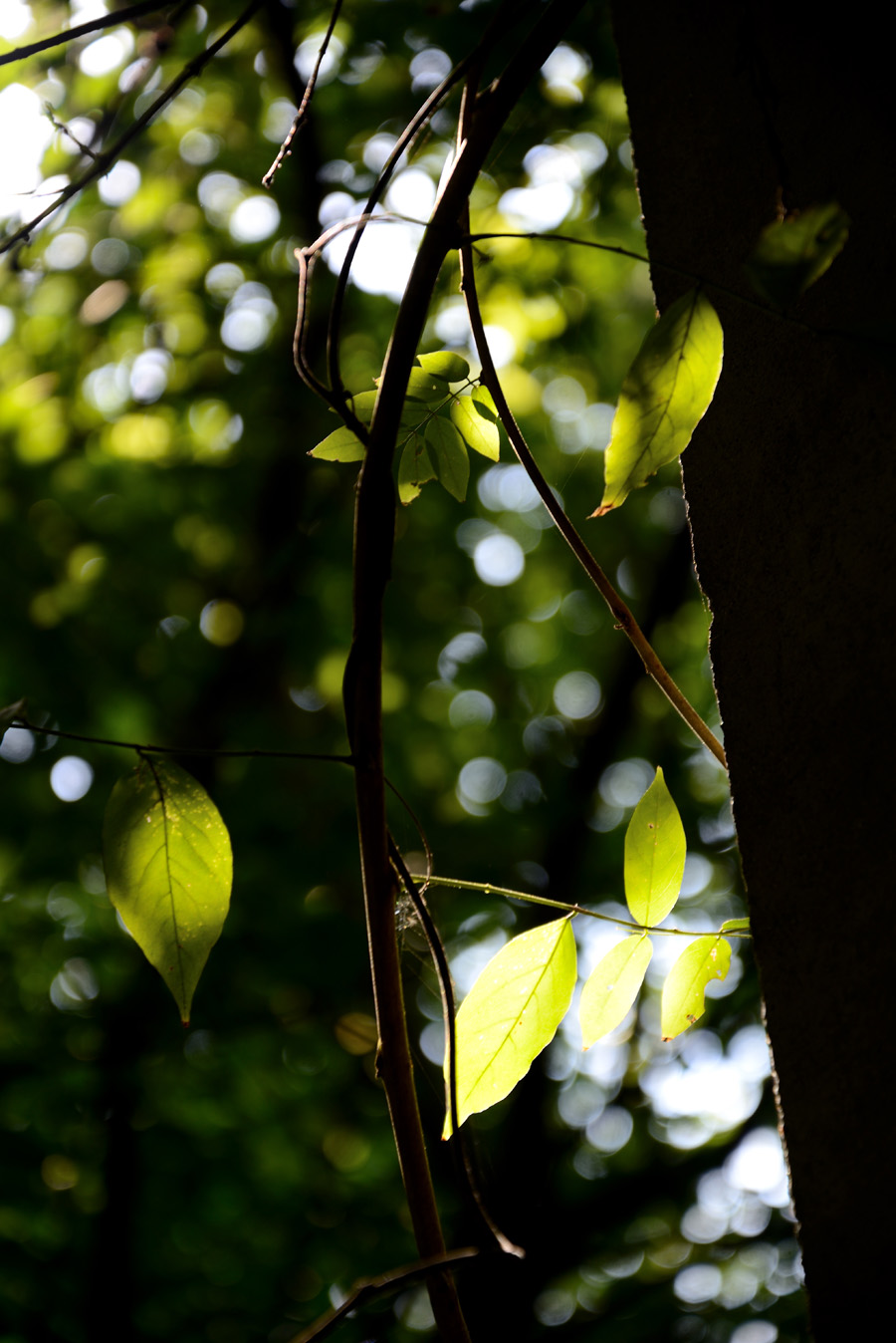 DSC_9473.jpg