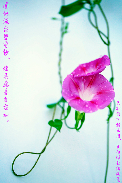 7K8A2259.jpg