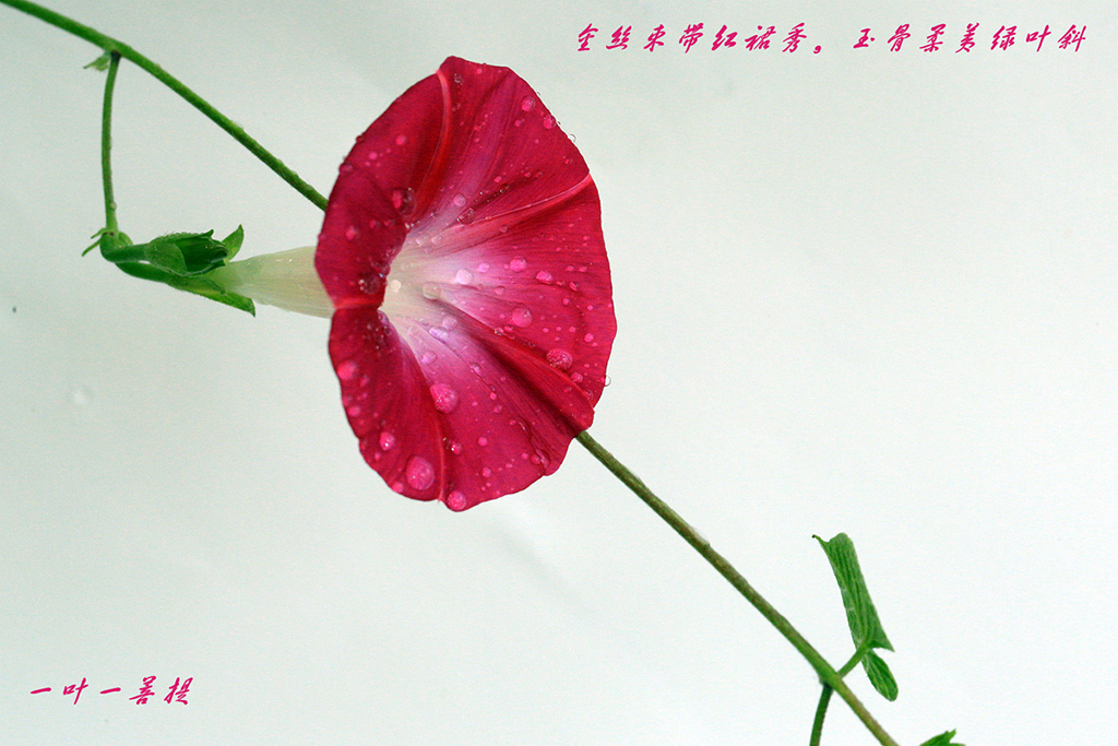7K8A2263.jpg