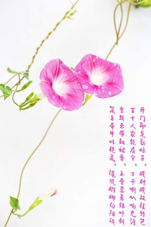 7K8A2269.jpg
