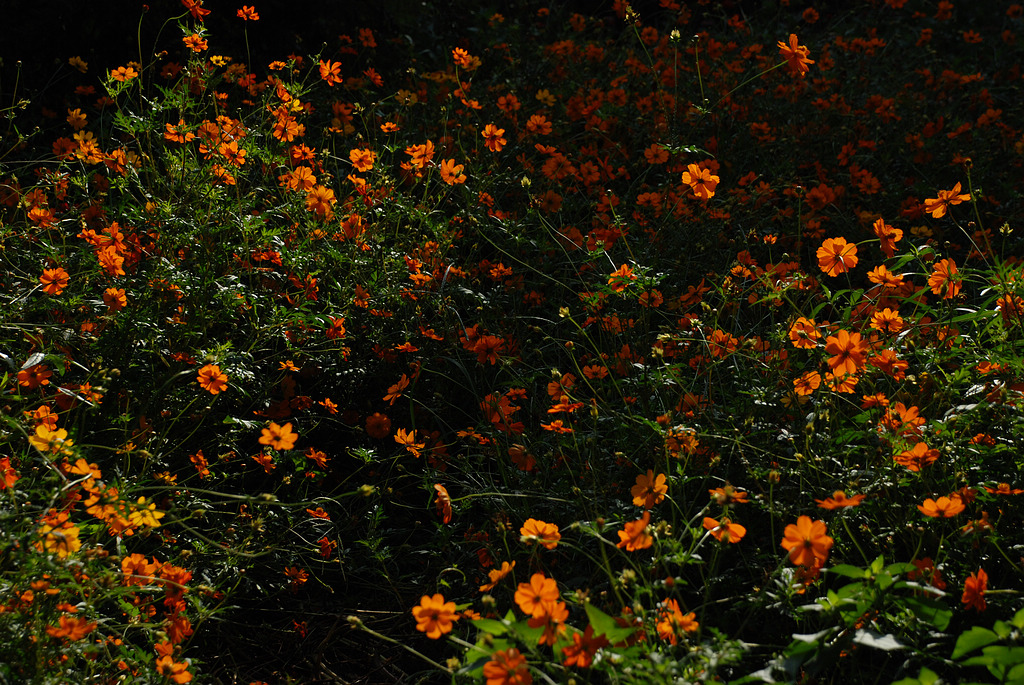 DSC_0184.JPG