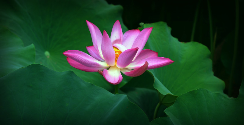 荷花.jpg