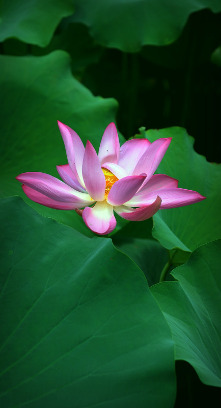 荷花 (1).jpg